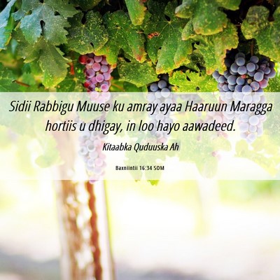 Picture 06 - Baxniintii 16:34 SOM - Sidii Rabbigu Muuse ku amray ayaa Haaruun Maragga - Bible Verse Picture