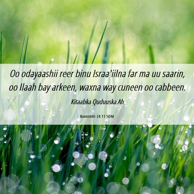 Picture 06 - Baxniintii 24:11 SOM - Oo odayaashii reer binu Israa'iilna far ma uu - Bible Verse Picture