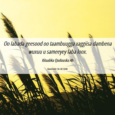 Picture 06 - Baxniintii 36:28 SOM - Oo labada geesood oo taambuugga xaggiisa dambena - Bible Verse Picture