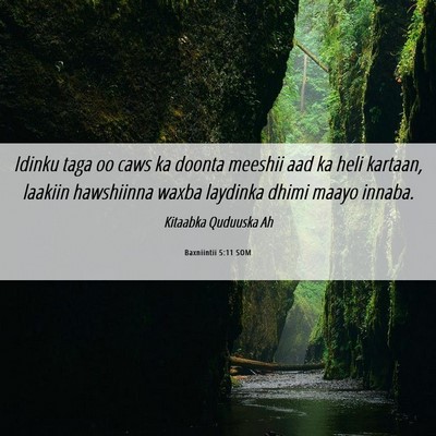 Picture 06 - Baxniintii 5:11 SOM - Idinku taga oo caws ka doonta meeshii aad ka heli - Bible Verse Picture