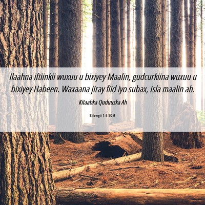 Picture 06 - Bilowgii 1:5 SOM - Ilaahna iftiinkii wuxuu u bixiyey Maalin, - Bible Verse Picture