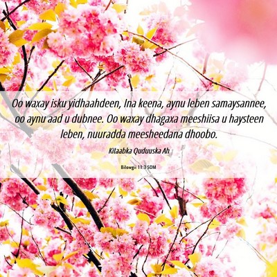Picture 06 - Bilowgii 11:3 SOM - Oo waxay isku yidhaahdeen, Ina keena, aynu leben - Bible Verse Picture