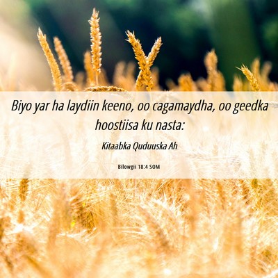 Picture 06 - Bilowgii 18:4 SOM - Biyo yar ha laydiin keeno, oo cagamaydha, oo - Bible Verse Picture