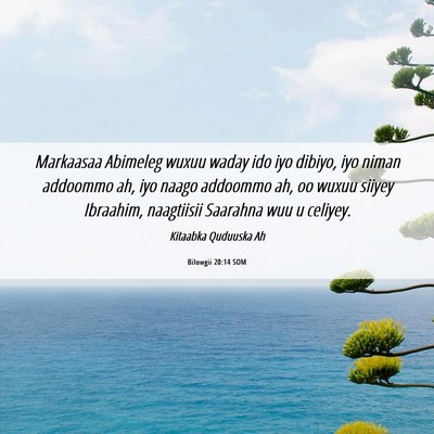 Picture 06 - Bilowgii 20:14 SOM - Markaasaa Abimeleg wuxuu waday ido iyo dibiyo, - Bible Verse Picture