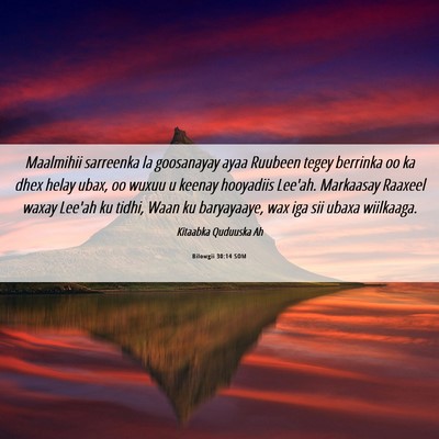 Picture 06 - Bilowgii 30:14 SOM - Maalmihii sarreenka la goosanayay ayaa Ruubeen - Bible Verse Picture