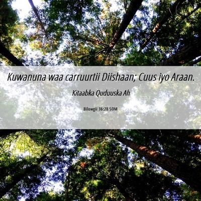 Picture 06 - Bilowgii 36:28 SOM - Kuwanuna waa carruurtii Diishaan; Cuus iyo - Bible Verse Picture