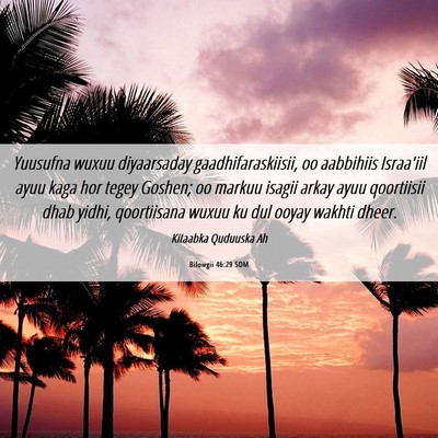 Picture 06 - Bilowgii 46:29 SOM - Yuusufna wuxuu diyaarsaday gaadhifaraskiisii, oo - Bible Verse Picture
