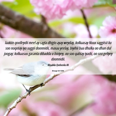 Picture 06 - Bilowgii 8:9 SOM - laakiin qoolleydii meel ay cagta dhigto ayay - Bible Verse Picture