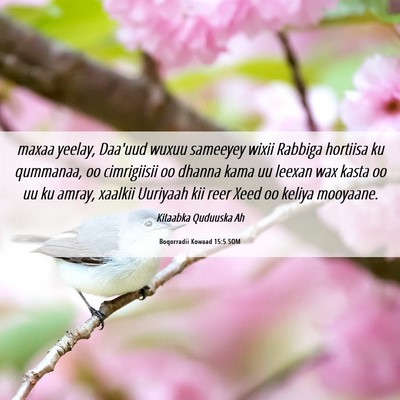 Picture 06 - Boqorradii Kowaad 15:5 SOM - maxaa yeelay, Daa'uud wuxuu sameeyey wixii - Bible Verse Picture