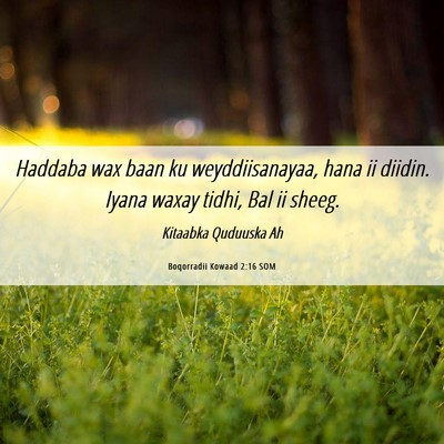 Picture 06 - Boqorradii Kowaad 2:16 SOM - Haddaba wax baan ku weyddiisanayaa, hana ii - Bible Verse Picture
