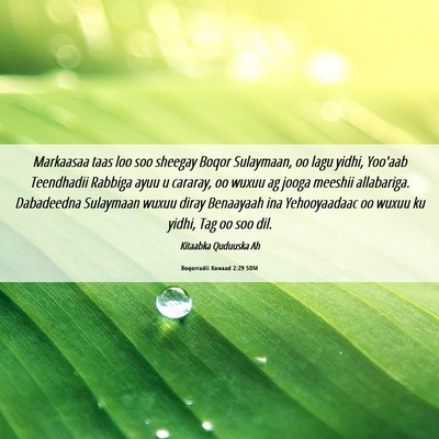 Picture 06 - Boqorradii Kowaad 2:29 SOM - Markaasaa taas loo soo sheegay Boqor Sulaymaan, - Bible Verse Picture