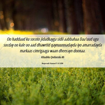 Picture 06 - Boqorradii Kowaad 3:14 SOM - Oo haddaad ku socoto jidadkayga sidii aabbahaa - Bible Verse Picture