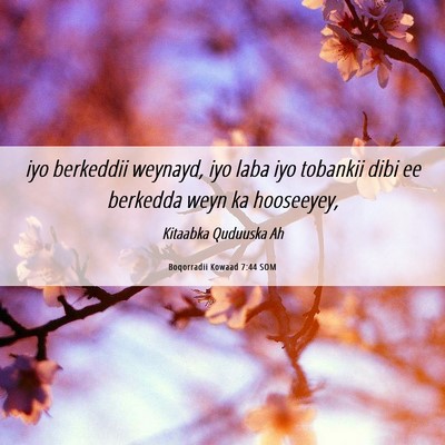 Picture 06 - Boqorradii Kowaad 7:44 SOM - iyo berkeddii weynayd, iyo laba iyo tobankii dibi - Bible Verse Picture