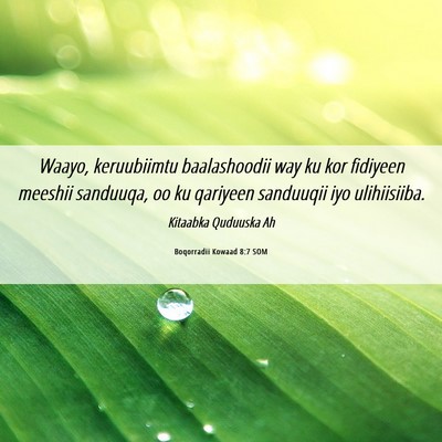 Picture 06 - Boqorradii Kowaad 8:7 SOM - Waayo, keruubiimtu baalashoodii way ku kor - Bible Verse Picture
