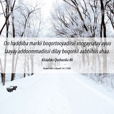 Picture 06 - Boqorradii Labaad 14:5 SOM - Oo haddiiba markii boqortooyadiisii xoogaysatay - Bible Verse Picture