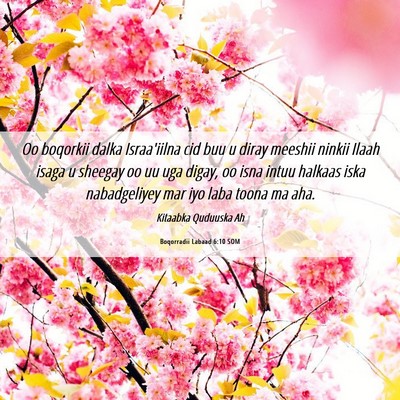 Picture 06 - Boqorradii Labaad 6:10 SOM - Oo boqorkii dalka Israa'iilna cid buu u diray - Bible Verse Picture