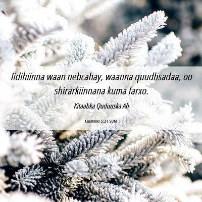 Picture 06 - Caamoos 5:21 SOM - Iidihiinna waan nebcahay, waanna quudhsadaa, oo - Bible Verse Picture