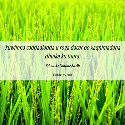 Picture 06 - Caamoos 5:7 SOM - kuwiinna caddaaladda u roga dacar oo xaqnimadana - Bible Verse Picture