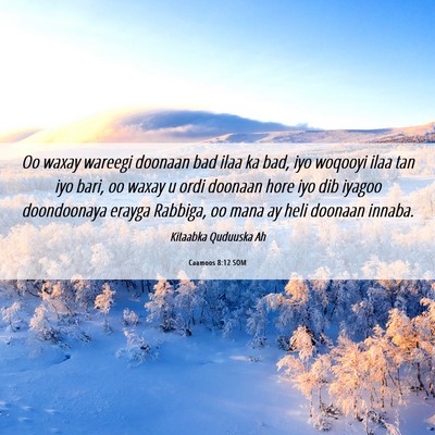Picture 06 - Caamoos 8:12 SOM - Oo waxay wareegi doonaan bad ilaa ka bad, iyo - Bible Verse Picture