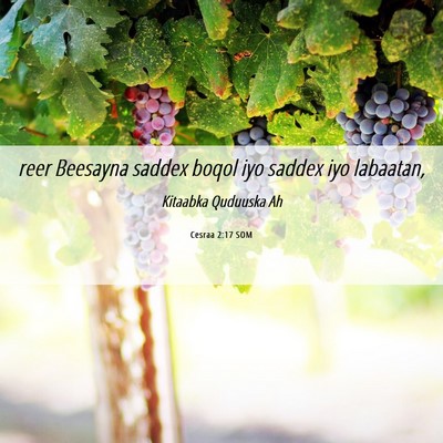 Picture 06 - Cesraa 2:17 SOM - reer Beesayna saddex boqol iyo saddex iyo - Bible Verse Picture