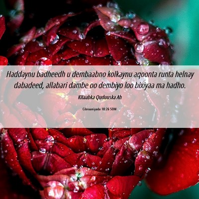 Picture 06 - Cibraaniyada 10:26 SOM - Haddaynu badheedh u dembaabno kolkaynu aqoonta - Bible Verse Picture