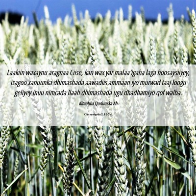 Picture 06 - Cibraaniyada 2:9 SOM - Laakiin waxaynu aragnaa Ciise, kan wax yar - Bible Verse Picture