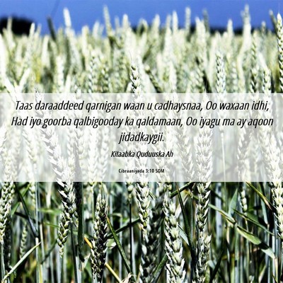 Picture 06 - Cibraaniyada 3:10 SOM - Taas daraaddeed qarnigan waan u cadhaysnaa, Oo - Bible Verse Picture