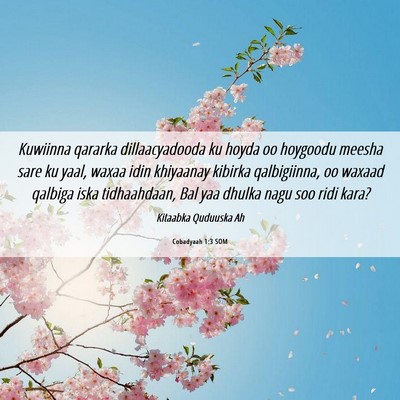 Picture 06 - Cobadyaah 1:3 SOM - Kuwiinna qararka dillaacyadooda ku hoyda oo - Bible Verse Picture