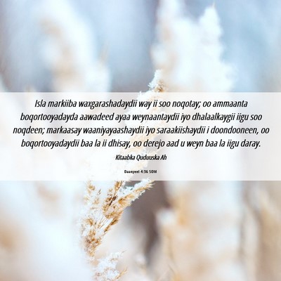 Picture 06 - Daanyeel 4:36 SOM - Isla markiiba waxgarashadaydii way ii soo - Bible Verse Picture