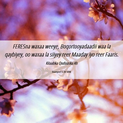 Picture 06 - Daanyeel 5:28 SOM - FERESna waxaa weeye, Boqortooyadaadii waa la - Bible Verse Picture