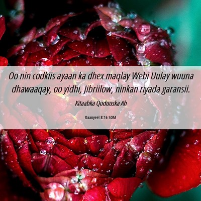 Picture 06 - Daanyeel 8:16 SOM - Oo nin codkiis ayaan ka dhex maqlay Webi Uulay - Bible Verse Picture