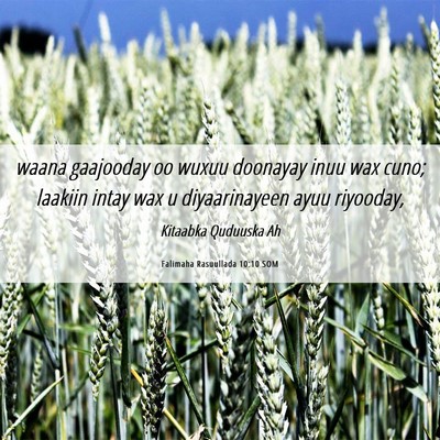 Picture 06 - Falimaha Rasuullada 10:10 SOM - waana gaajooday oo wuxuu doonayay inuu wax cuno; - Bible Verse Picture