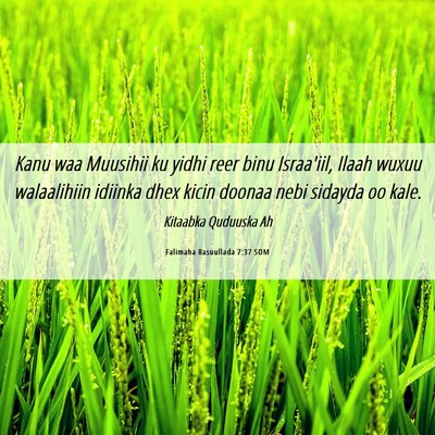 Picture 06 - Falimaha Rasuullada 7:37 SOM - Kanu waa Muusihii ku yidhi reer binu Israa'iil, - Bible Verse Picture