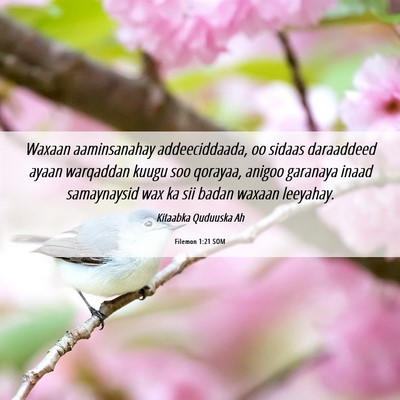 Picture 06 - Filemon 1:21 SOM - Waxaan aaminsanahay addeeciddaada, oo sidaas - Bible Verse Picture