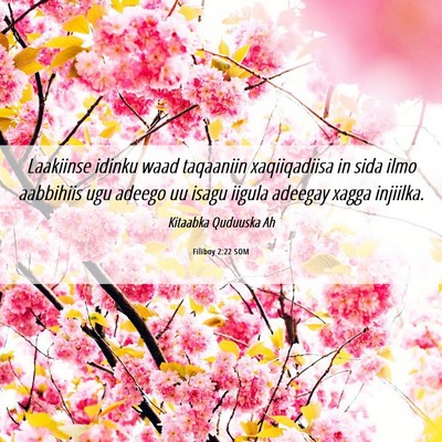 Picture 06 - Filiboy 2:22 SOM - Laakiinse idinku waad taqaaniin xaqiiqadiisa in - Bible Verse Picture