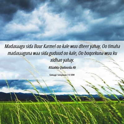 Picture 06 - Gabaygii Sulaymaan 7:5 SOM - Madaxaagu sida Buur Karmel oo kale wuu dheer - Bible Verse Picture