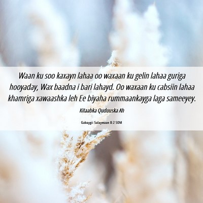 Picture 06 - Gabaygii Sulaymaan 8:2 SOM - Waan ku soo kaxayn lahaa oo waxaan ku gelin lahaa - Bible Verse Picture