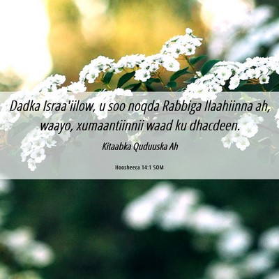 Picture 06 - Hoosheeca 14:1 SOM - Dadka Israa'iilow, u soo noqda Rabbiga Ilaahiinna - Bible Verse Picture