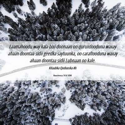 Picture 06 - Hoosheeca 14:6 SOM - Laamahoodu way kala bixi doonaan oo quruxdooduna - Bible Verse Picture