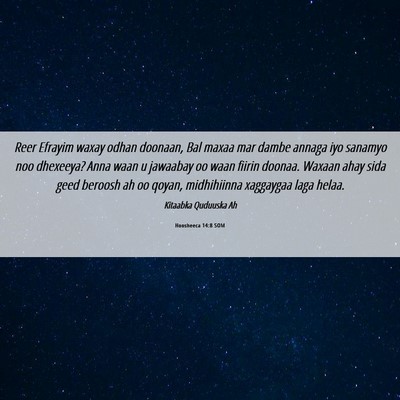 Picture 06 - Hoosheeca 14:8 SOM - Reer Efrayim waxay odhan doonaan, Bal maxaa mar - Bible Verse Picture