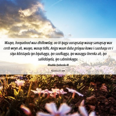 Picture 06 - Hoosheeca 2:5 SOM - Waayo, hooyadood waa dhillowday, oo tii iyaga - Bible Verse Picture