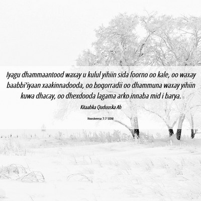 Picture 06 - Hoosheeca 7:7 SOM - Iyagu dhammaantood waxay u kulul yihiin sida - Bible Verse Picture