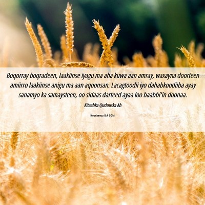 Picture 06 - Hoosheeca 8:4 SOM - Boqorray boqradeen, laakiinse iyagu ma aha kuwa - Bible Verse Picture