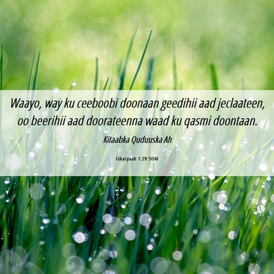 Picture 06 - Ishacyaah 1:29 SOM - Waayo, way ku ceeboobi doonaan geedihii aad - Bible Verse Picture