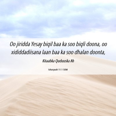 Picture 06 - Ishacyaah 11:1 SOM - Oo jiridda Yesay biqil baa ka soo biqli doona, oo - Bible Verse Picture