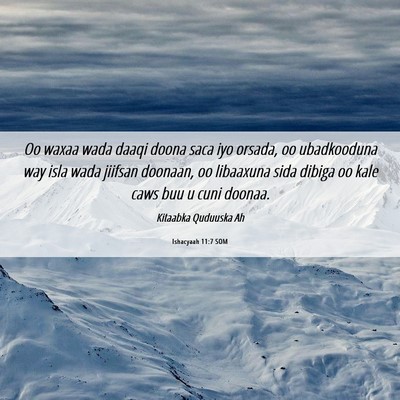 Picture 06 - Ishacyaah 11:7 SOM - Oo waxaa wada daaqi doona saca iyo orsada, oo - Bible Verse Picture