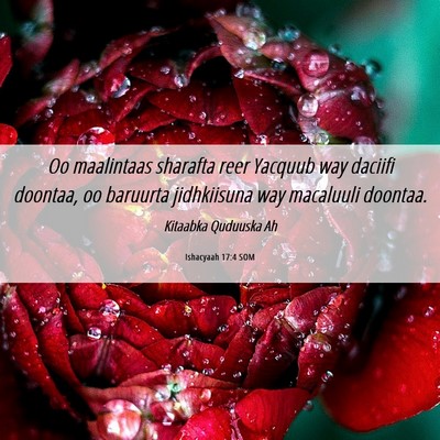 Picture 06 - Ishacyaah 17:4 SOM - Oo maalintaas sharafta reer Yacquub way daciifi - Bible Verse Picture