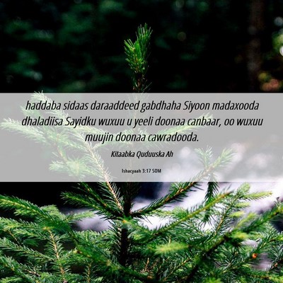 Picture 06 - Ishacyaah 3:17 SOM - haddaba sidaas daraaddeed gabdhaha Siyoon - Bible Verse Picture