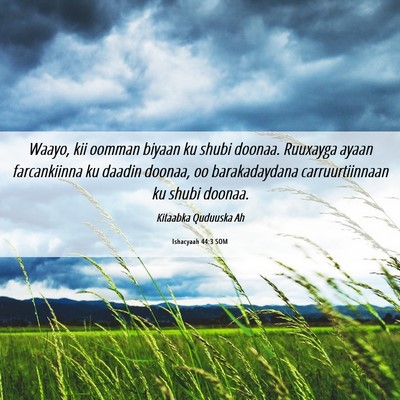 Picture 06 - Ishacyaah 44:3 SOM - Waayo, kii oomman biyaan ku shubi doonaa. - Bible Verse Picture