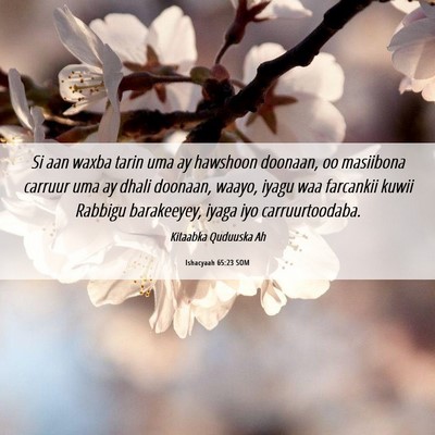 Picture 06 - Ishacyaah 65:23 SOM - Si aan waxba tarin uma ay hawshoon doonaan, oo - Bible Verse Picture